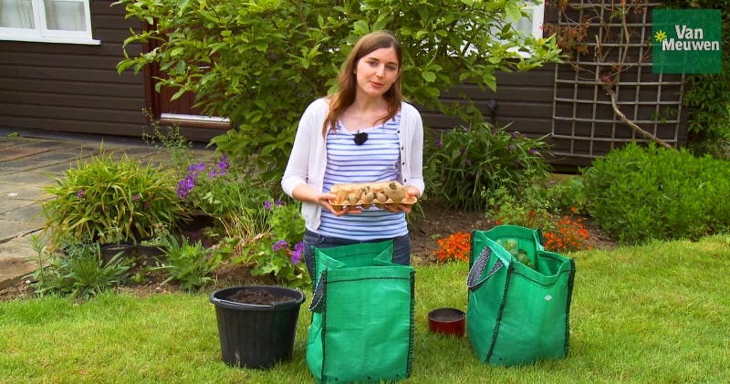 Jak zasadit a pěstovat brambory v bramborových pytlích