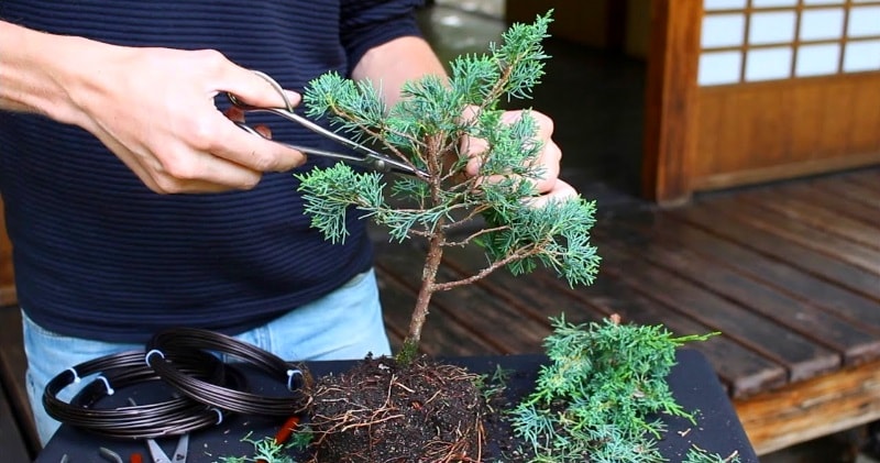 Jak si vytvořit vlastní bonsaj?
